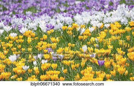 Crocuses in spring View Large Photo Image Stock Image - Crocuses in spring. Fotosearch