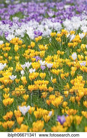 Crocuses in spring View Large Photo Image Stock Image - Crocuses in spring. Fotosearch