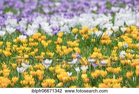 Stock Image - Crocuses in spring. Fotosearch