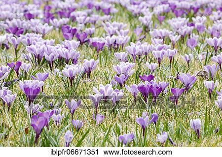 Crocuses in spring View Large Photo Image Stock Image - Crocuses in spring. Fotosearch