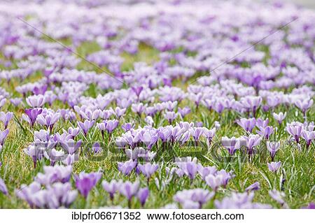 Crocuses in spring View Large Photo Image Stock Image - Crocuses in spring. Fotosearch