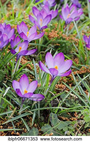Crocuses in spring View Large Photo Image Stock Image - Crocuses in spring. Fotosearch