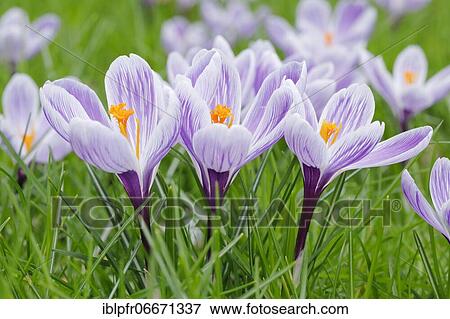 Stock Photo - Crocuses in spring. Fotosearch