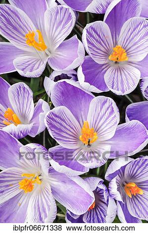 Crocuses in spring View Large Photo Image Stock Photo - Crocuses in spring. Fotosearch