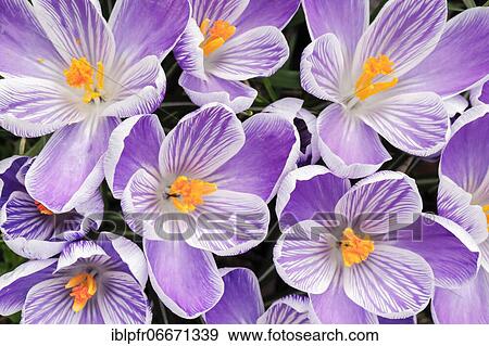Stock Photo - Crocuses in spring. Fotosearch