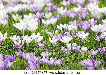 Crocuses in spring View Large Photo Image Stock Photo - Crocuses in spring. Fotosearch