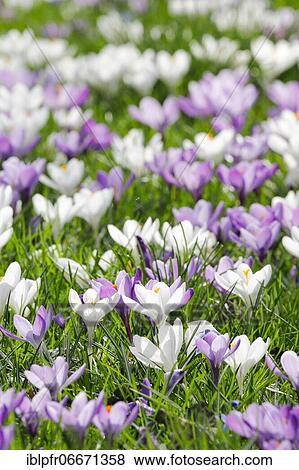 Crocuses in spring View Large Photo Image Stock Photo - Crocuses in spring. Fotosearch