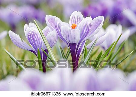 Stock Photograph - Crocuses in spring. Fotosearch