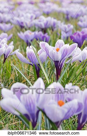 Crocuses in spring View Large Photo Image Stock Photograph - Crocuses in spring. Fotosearch