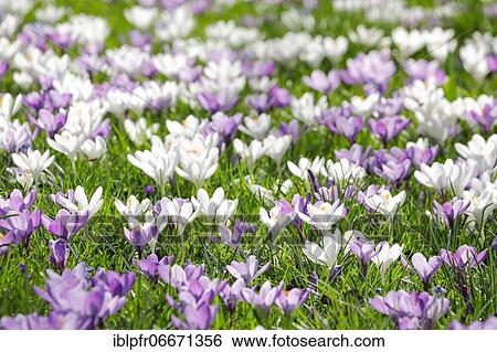 Crocuses in spring View Large Photo Image Stock Photograph - Crocuses in spring. Fotosearch
