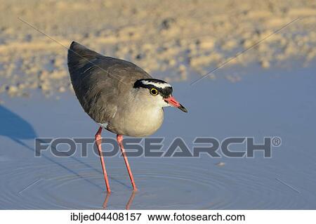 Crowned lapwing (Vanellus coronatus), wading in a puddle, Kgalagadi Transfrontier Park, Northern Cape, South Africa, Africa View Large Photo Image Stock Photo - Crowned lapwing (Vanellus coronatus), wading in a puddle, Kgalagadi Transfrontier Park, Northern Cape, South Africa, Africa. Fotosearch