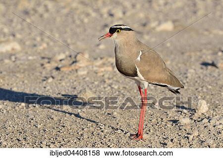 Crowned lapwing (Vanellus coronatus), standing, Kgalagadi Transfrontier Park, Northern Cape, South Africa, Africa View Large Photo Image Stock Photo - Crowned lapwing (Vanellus coronatus), standing, Kgalagadi Transfrontier Park, Northern Cape, South Africa, Africa. Fotosearch