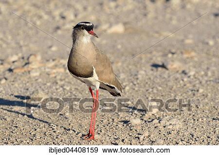 Crowned lapwing (Vanellus coronatus), standing, Kgalagadi Transfrontier Park, Northern Cape, South Africa, Africa View Large Photo Image Stock Photo - Crowned lapwing (Vanellus coronatus), standing, Kgalagadi Transfrontier Park, Northern Cape, South Africa, Africa. Fotosearch