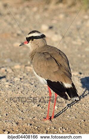 Crowned lapwing (Vanellus coronatus), standing, Kgalagadi Transfrontier Park, Northern Cape, South Africa, Africa View Large Photo Image Stock Photograph - Crowned lapwing (Vanellus coronatus), standing, Kgalagadi Transfrontier Park, Northern Cape, South Africa, Africa. Fotosearch