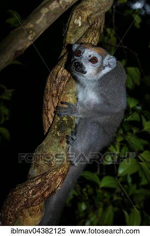 Stock Photography - Crowned lemur (Eulemur coronatus), Tsingy de Ankarana National Park, Western Madagascar, Madagascar, Africa. Fotosearch