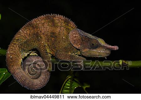 Cryptic chameleon (Calumma crypticum), male, Ranomafana National Park, Madagascar, Africa View Large Photo Image Stock Image - Cryptic chameleon (Calumma crypticum), male, Ranomafana National Park, Madagascar, Africa. Fotosearch