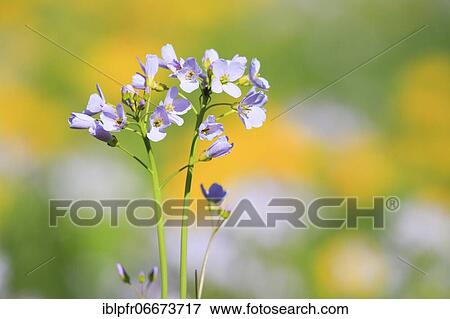Cuckoo flower (Cardamine pratensis), cuckoo flower, Switzerland, Europe View Large Photo Image Stock Photo - Cuckoo flower (Cardamine pratensis), cuckoo flower, Switzerland, Europe. Fotosearch