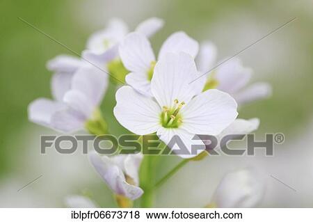 Cuckoo flower (Cardamine pratensis), cuckoo flower, Switzerland, Europe View Large Photo Image Stock Photo - Cuckoo flower (Cardamine pratensis), cuckoo flower, Switzerland, Europe. Fotosearch