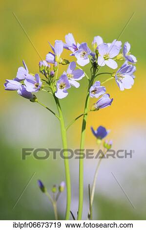 Cuckoo flower (Cardamine pratensis), cuckoo flower, Switzerland, Europe View Large Photo Image Stock Photo - Cuckoo flower (Cardamine pratensis), cuckoo flower, Switzerland, Europe. Fotosearch