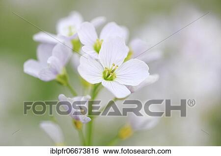 Cuckoo flower (Cardamine pratensis), cuckoo flower, Switzerland, Europe View Large Photo Image Stock Photograph - Cuckoo flower (Cardamine pratensis), cuckoo flower, Switzerland, Europe. Fotosearch