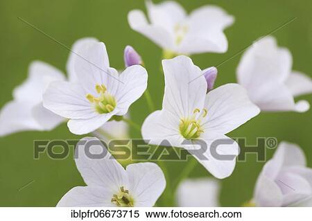 Cuckoo flower (Cardamine pratensis), cuckoo flower, Switzerland, Europe View Large Photo Image Stock Photography - Cuckoo flower (Cardamine pratensis), cuckoo flower, Switzerland, Europe. Fotosearch