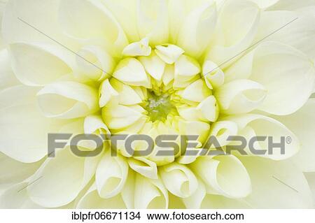 Dahlias (Dahlia), Switzerland, Europe View Large Photo Image Picture - Dahlias (Dahlia), Switzerland, Europe. Fotosearch