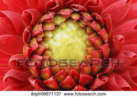 Dahlias (Dahlia), Switzerland, Europe View Large Photo Image Stock Photo - Dahlias (Dahlia), Switzerland, Europe. Fotosearch