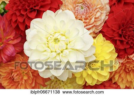 Dahlias (Dahlia), Switzerland, Europe View Large Photo Image Stock Photo - Dahlias (Dahlia), Switzerland, Europe. Fotosearch