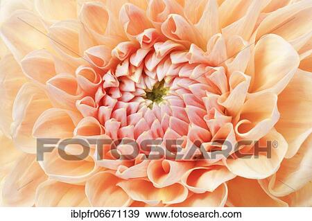 Stock Photo - Dahlias (Dahlia), Switzerland, Europe. Fotosearch