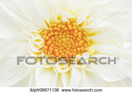 Dahlias (Dahlia), Switzerland, Europe View Large Photo Image Stock Photograph - Dahlias (Dahlia), Switzerland, Europe. Fotosearch