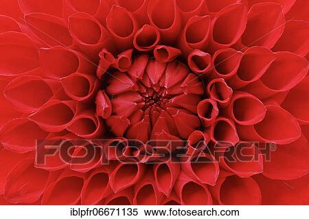 Dahlias (Dahlia), Switzerland, Europe View Large Photo Image Stock Photography - Dahlias (Dahlia), Switzerland, Europe. Fotosearch