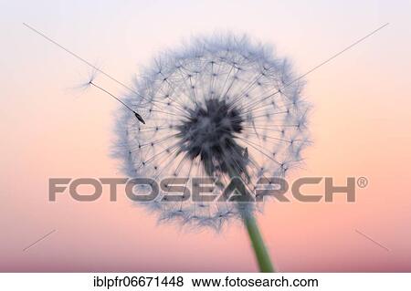 Dandelion (Taraxacum), Switzerland, Europe View Large Photo Image Stock Photo - Dandelion (Taraxacum), Switzerland, Europe. Fotosearch