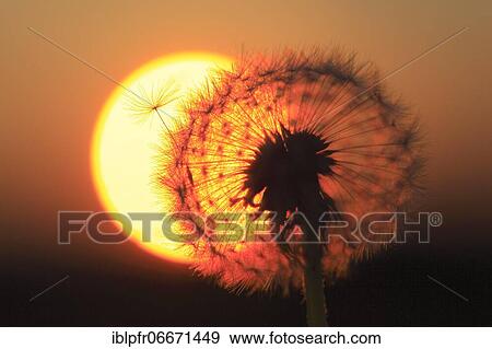 Dandelion (Taraxacum), Switzerland, Europe View Large Photo Image Stock Photo - Dandelion (Taraxacum), Switzerland, Europe. Fotosearch