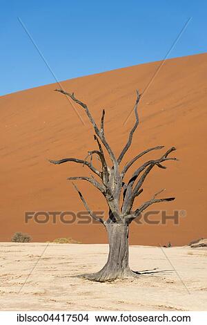 Dead camel or giraffe thorn (Acacia erioloba) trees in front of sand dunes, Dead Vlei, Sossusvlei, Namib Desert, Namib-Naukluft National Park, Namibia, Africa View Large Photo Image Picture - Dead camel or giraffe thorn (Acacia erioloba) trees in front of sand dunes, Dead Vlei, Sossusvlei, Namib Desert, Namib-Naukluft National Park, Namibia, Africa. Fotosearch