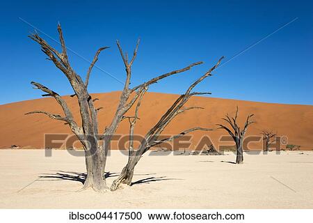 Dead camel or giraffe thorn (Acacia erioloba) trees in front of sand dunes, Dead Vlei, Sossusvlei, Namib Desert, Namib-Naukluft National Park, Namibia, Africa View Large Photo Image Stock Image - Dead camel or giraffe thorn (Acacia erioloba) trees in front of sand dunes, Dead Vlei, Sossusvlei, Namib Desert, Namib-Naukluft National Park, Namibia, Africa. Fotosearch