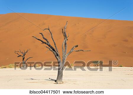Dead camel or giraffe thorn (Acacia erioloba) trees in front of sand dunes, Dead Vlei, Sossusvlei, Namib Desert, Namib-Naukluft National Park, Namibia, Africa View Large Photo Image Stock Image - Dead camel or giraffe thorn (Acacia erioloba) trees in front of sand dunes, Dead Vlei, Sossusvlei, Namib Desert, Namib-Naukluft National Park, Namibia, Africa. Fotosearch