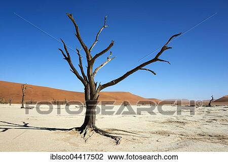 Dead camel or giraffe thorn (Acacia erioloba) trees in front of sand dunes, Dead Vlei, Sossusvlei, Namib Desert, Namib-Naukluft National Park, Namibia, Africa View Large Photo Image Stock Image - Dead camel or giraffe thorn (Acacia erioloba) trees in front of sand dunes, Dead Vlei, Sossusvlei, Namib Desert, Namib-Naukluft National Park, Namibia, Africa. Fotosearch