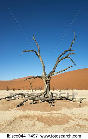 Dead camel or giraffe thorn (Acacia erioloba) trees in front of sand dunes, Dead Vlei, Sossusvlei, Namib Desert, Namib-Naukluft National Park, Namibia, Africa View Large Photo Image Stock Photo - Dead camel or giraffe thorn (Acacia erioloba) trees in front of sand dunes, Dead Vlei, Sossusvlei, Namib Desert, Namib-Naukluft National Park, Namibia, Africa. Fotosearch