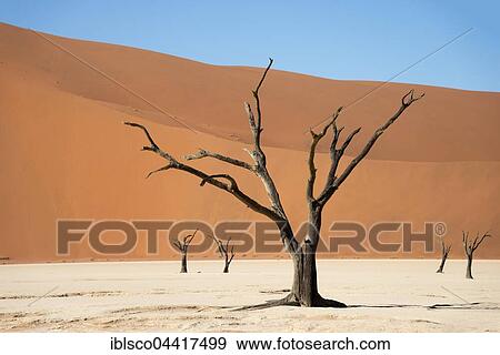 Dead camel or giraffe thorn (Acacia erioloba) trees in front of sand dunes, Dead Vlei, Sossusvlei, Namib Desert, Namib-Naukluft National Park, Namibia, Africa View Large Photo Image Stock Photo - Dead camel or giraffe thorn (Acacia erioloba) trees in front of sand dunes, Dead Vlei, Sossusvlei, Namib Desert, Namib-Naukluft National Park, Namibia, Africa. Fotosearch