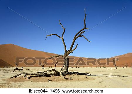 Dead camel or giraffe thorn (Acacia erioloba) trees in front of sand dunes, Dead Vlei, Sossusvlei, Namib Desert, Namib-Naukluft National Park, Namibia, Africa View Large Photo Image Stock Photograph - Dead camel or giraffe thorn (Acacia erioloba) trees in front of sand dunes, Dead Vlei, Sossusvlei, Namib Desert, Namib-Naukluft National Park, Namibia, Africa. Fotosearch