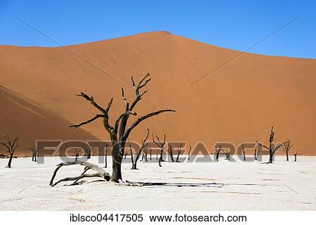 Dead camel or giraffe thorn (Acacia erioloba) trees in front of sand dunes, Dead Vlei, Sossusvlei, Namib Desert, Namib-Naukluft National Park, Namibia, Africa View Large Photo Image Stock Photography - Dead camel or giraffe thorn (Acacia erioloba) trees in front of sand dunes, Dead Vlei, Sossusvlei, Namib Desert, Namib-Naukluft National Park, Namibia, Africa. Fotosearch