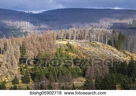 Dead Forest, Harz Mountains near Schierke, Saxony-Anhalt, Germany, Europe View Large Photo Image Stock Photo - Dead Forest, Harz Mountains near Schierke, Saxony-Anhalt, Germany, Europe. Fotosearch