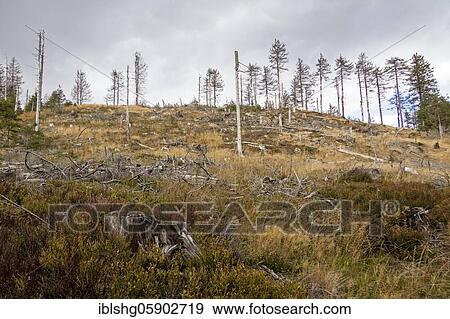 Dead Forest, Harz Mountains near Schierke, Saxony-Anhalt, Germany, Europe View Large Photo Image Stock Photo - Dead Forest, Harz Mountains near Schierke, Saxony-Anhalt, Germany, Europe. Fotosearch