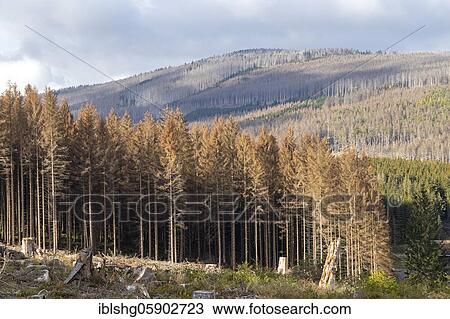 Dead trees, forest dieback, Schierke, Harz, Saxony-Anhalt, Germany, Europe View Large Photo Image Stock Image - Dead trees, forest dieback, Schierke, Harz, Saxony-Anhalt, Germany, Europe. Fotosearch