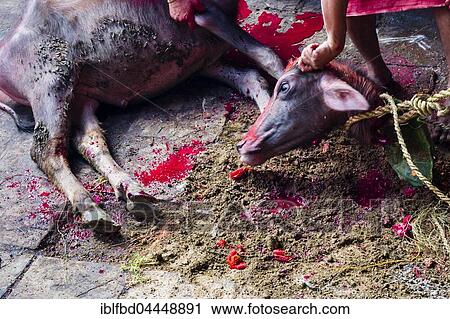 Dead water buffalo, sacrifice, Hindu festival Dashain, Gorakhnath temple, Gorkha, Gorkha District, Nepal, Asia View Large Photo Image Stock Image - Dead water buffalo, sacrifice, Hindu festival Dashain, Gorakhnath temple, Gorkha, Gorkha District, Nepal, Asia. Fotosearch