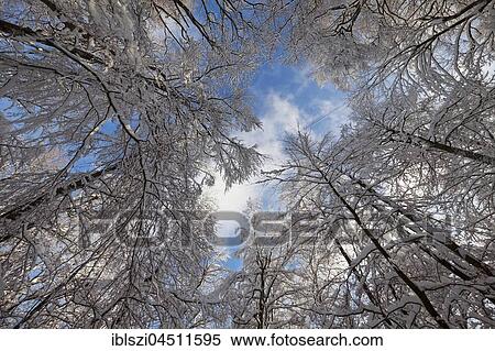 Deciduous trees with snow, view from below, Rothaargebirge, Siegerland, North Rhine-Westphalia, detschland View Large Photo Image Stock Photography - Deciduous trees with snow, view from below, Rothaargebirge, Siegerland, North Rhine-Westphalia, detschland. Fotosearch