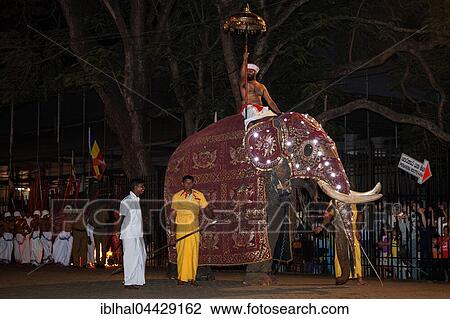 Decorated elephant, Buddhist festival Esala Perahera, Kandy, Central Province, Sri Lanka, Asia View Large Photo Image Stock Image - Decorated elephant, Buddhist festival Esala Perahera, Kandy, Central Province, Sri Lanka, Asia. Fotosearch