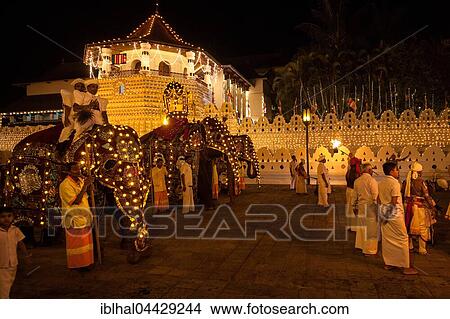 Decorated elephants, Buddhist festival Esala Perahera, Sri Dalada Maligawa or Temple of the Sacred Tooth Relic, Kandy, Central Province, Sri Lanka, Asia View Large Photo Image Picture - Decorated elephants, Buddhist festival Esala Perahera, Sri Dalada Maligawa or Temple of the Sacred Tooth Relic, Kandy, Central Province, Sri Lanka, Asia. Fotosearch
