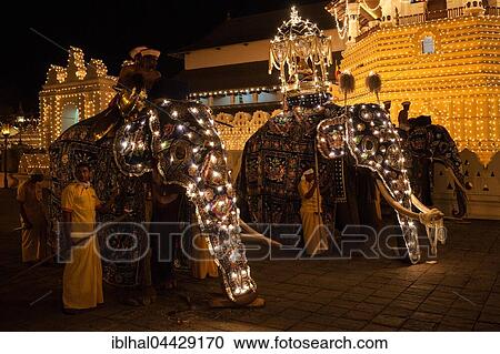Decorated elephants, Dalada group with sacred elephant Maligawa Raja, carrying Sacred Tooth Relic, Buddhist festival Esala Perahera, Sri Dalada Maligawa or Temple of the Sacred Tooth Relic, Kandy, Central Province, Sri Lanka, Asia View Large Photo Image Stock Image - Decorated elephants, Dalada group with sacred elephant Maligawa Raja, carrying Sacred Tooth Relic, Buddhist festival Esala Perahera, Sri Dalada Maligawa or Temple of the Sacred Tooth Relic, Kandy, Central Province, Sri Lanka, Asia. Fotosearch
