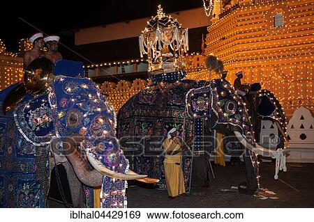 Decorated elephants, Dalada group with sacred elephant Maligawa Raja, carrying Sacred Tooth Relic on back, Buddhist festival Esala Perahera, in front of Sri Dalada Maligawa or Temple of the Sacred Tooth Relic, Kandy, Central Province, Sri Lanka, Asia View Large Photo Image Stock Photo - Decorated elephants, Dalada group with sacred elephant Maligawa Raja, carrying Sacred Tooth Relic on back, Buddhist festival Esala Perahera, in front of Sri Dalada Maligawa or Temple of the Sacred Tooth Relic, Kandy, Central Province, Sri Lanka, Asia. Fotosearch
